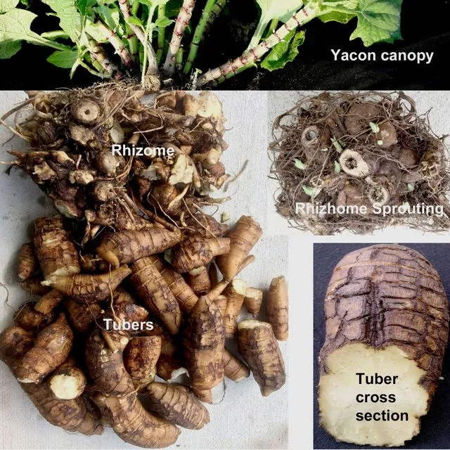thumbnail for publication: Yacon, a Potential Tuberous Crop for Florida